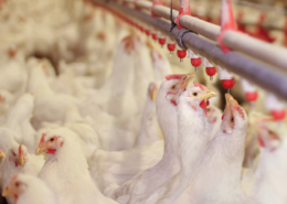 Chicken Farm Poultry
