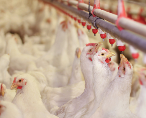 Chicken Farm Poultry