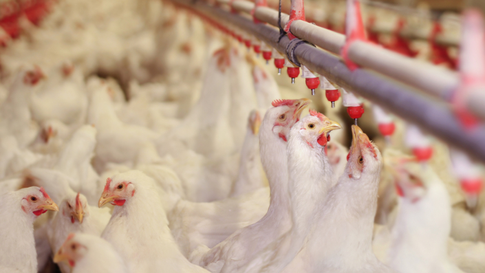 Chicken Farm Poultry