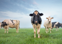 Cows in Pasture 2