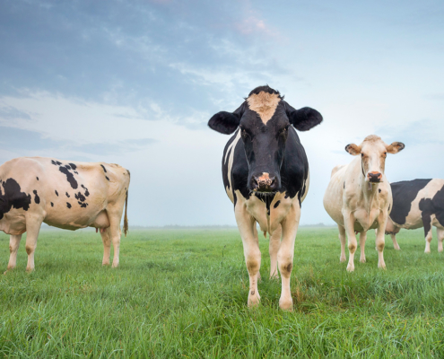 Cows in Pasture 2