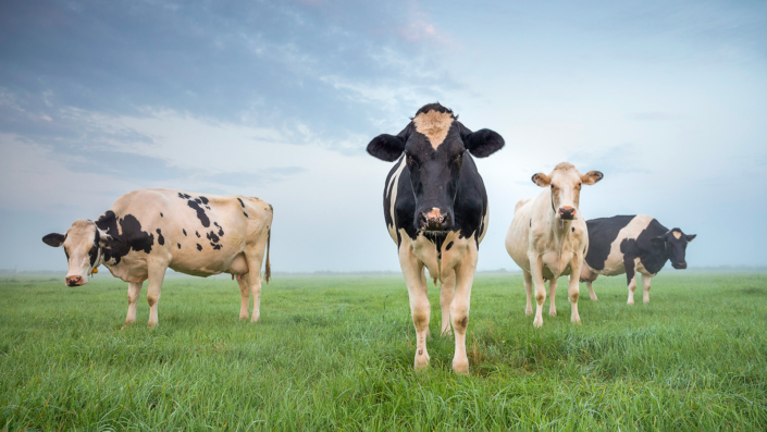 Cows in Pasture 2