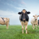 Cows in Pasture 2