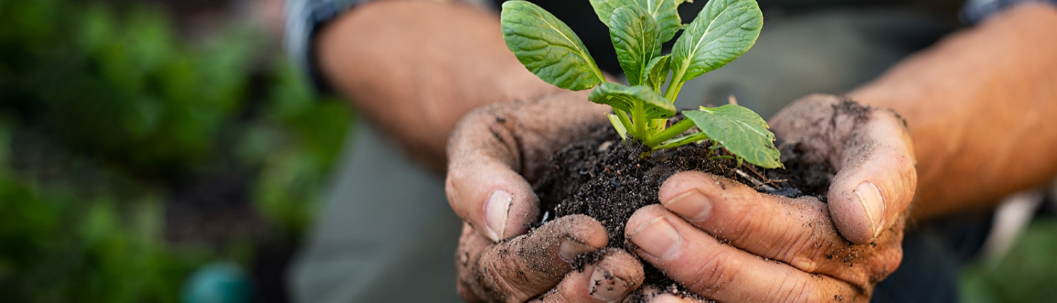 Farmer hands planting sprout