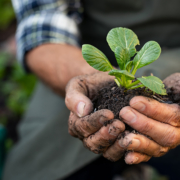 Farmer hands planting sprout