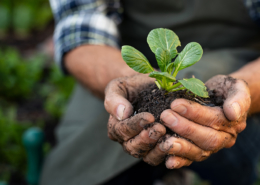 Farmer hands planting sprout