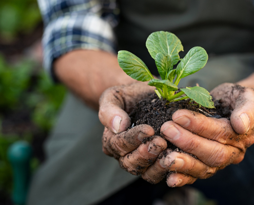 Farmer hands planting sprout