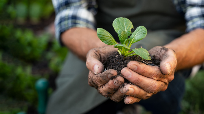 Farmer hands planting sprout